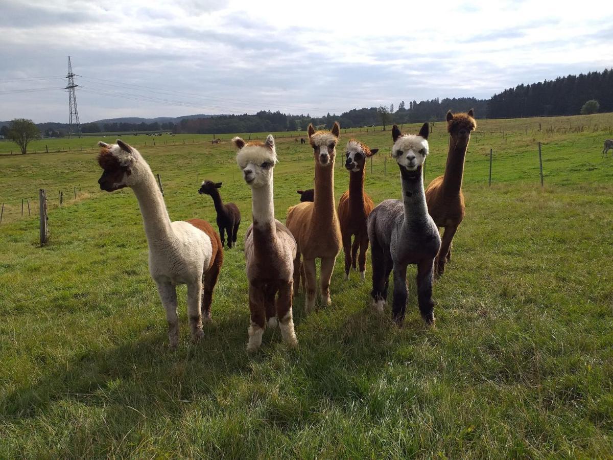 Apartment On An Alpaca Farm In Kierspe Eksteriør bilde